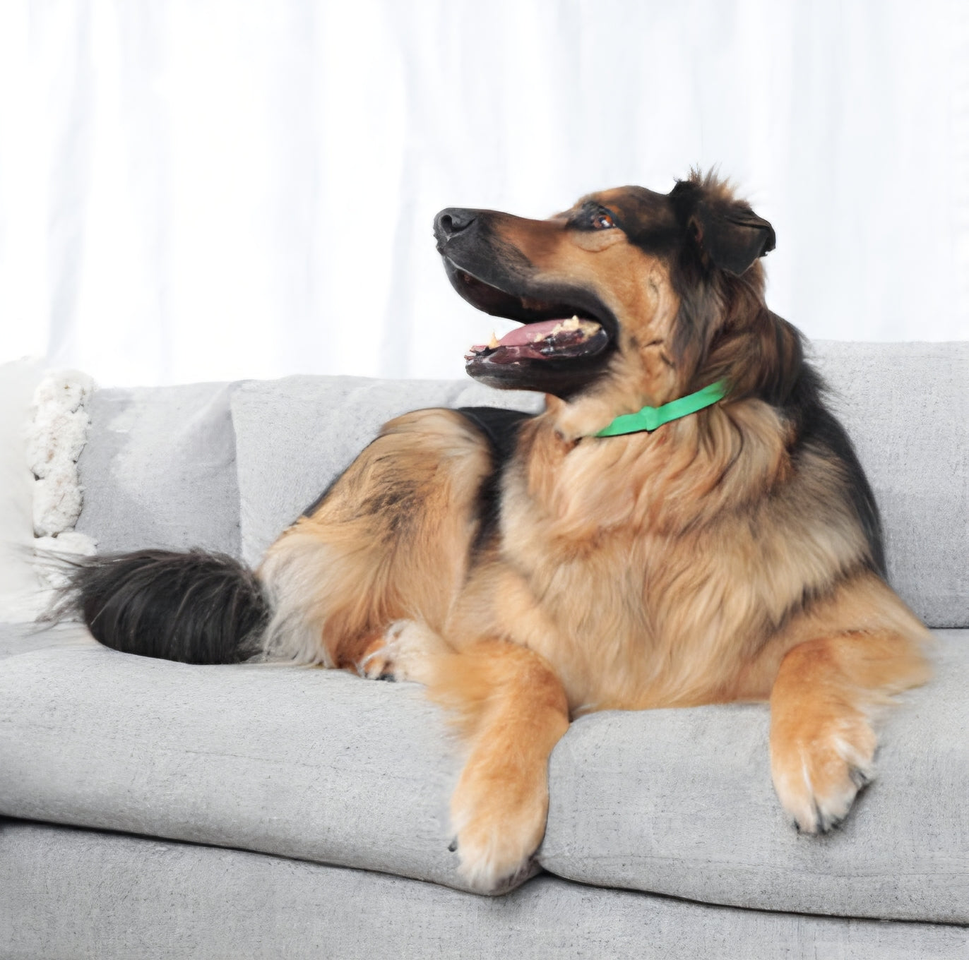 Pawlar™ | 8 Months Flea & Tick Free