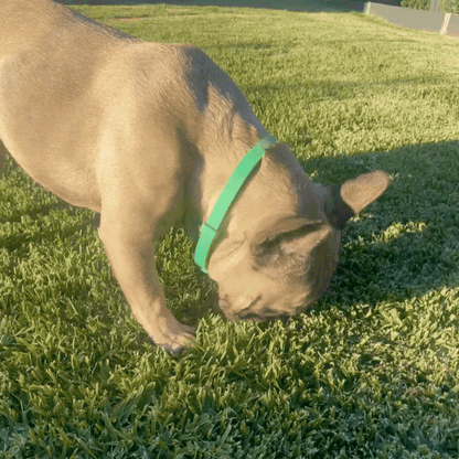 Pawlar™ | 8 Months Flea & Tick Free