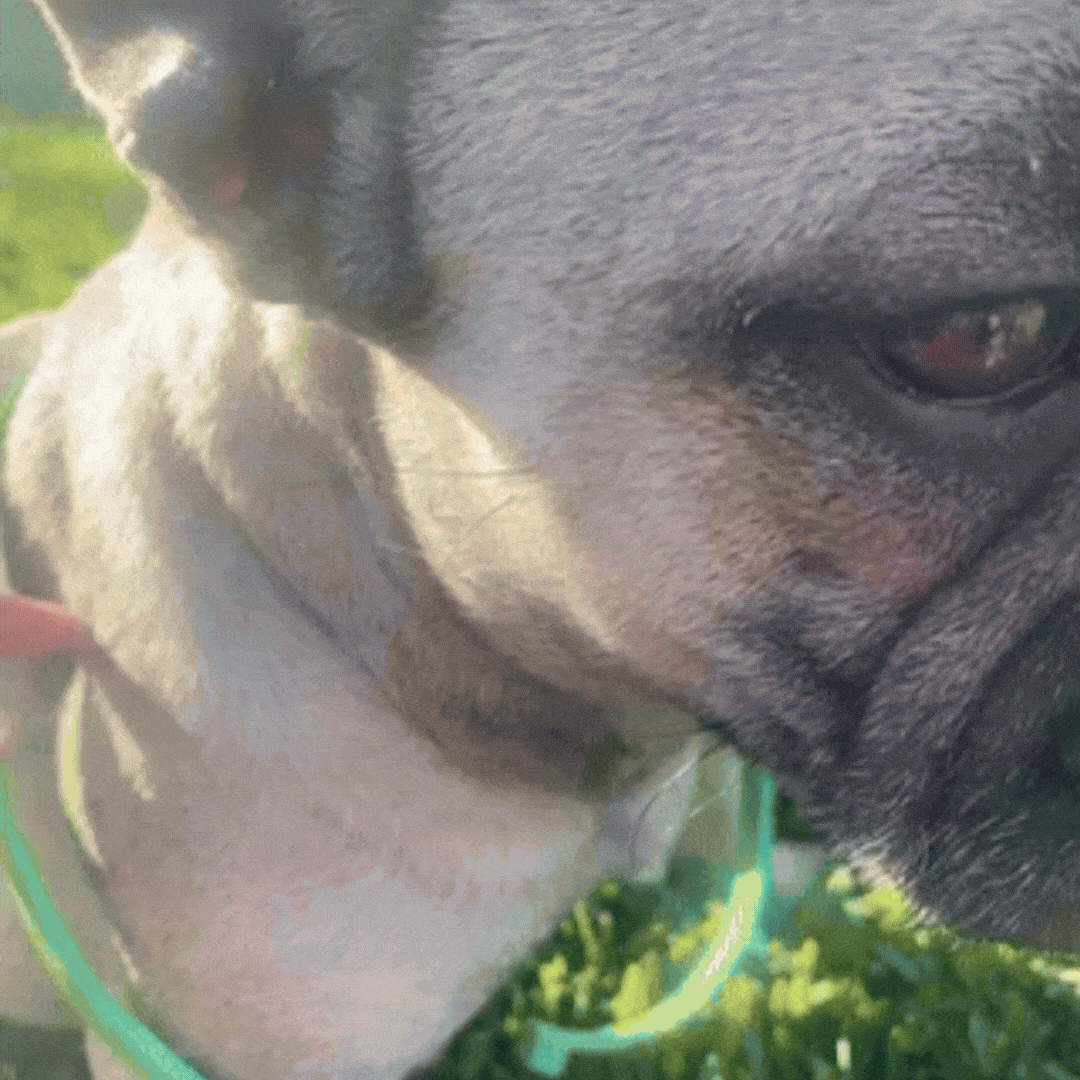Pawlar™ | 8 Months Flea & Tick Free