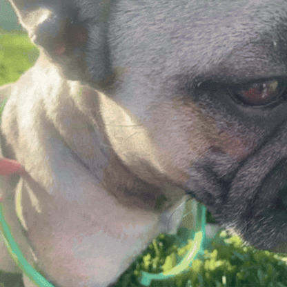 Pawlar™ | 8 Months Flea & Tick Free